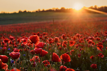 Red poppies in a poppies field. Remembrance or armistice day.