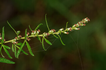Withered wormwood flowers on the upper part of the plant with strands of spiderweb.
