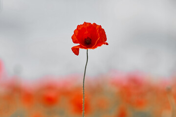 Remembrance day poppy. Red poppies in a poppies field with desaturated background