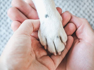 Dog's paws and human hands. View from above. Close-up, indoors. Studio shot. Concept of care, education and training pets