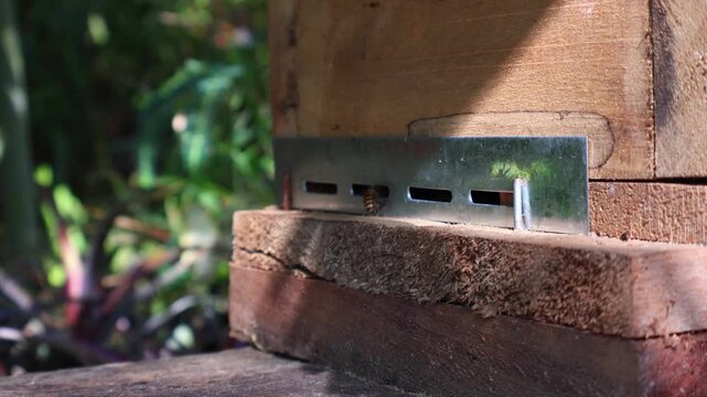 Bees Working Around Hive Box in Soft Morning Sunlight