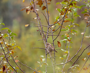 A song sparrow perched in the bush