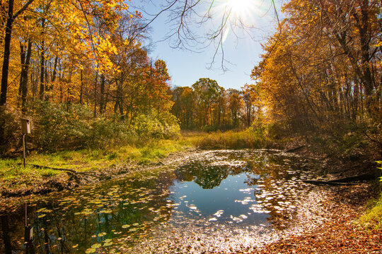 reflections on an autumn pond