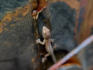 close up of a wild gecko on the fence
