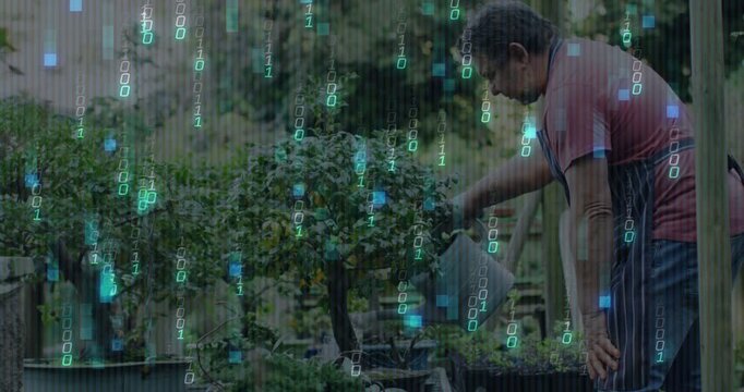 Senior man pouring water hydrating bonsai row, showcasing gardening tech via digital code overlay