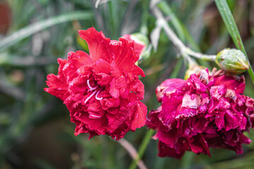 Las flores rojas son las más hermosas