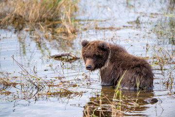 Obraz premium Alaskan brown bear cub wading in the shallow water in Brooks Rover