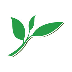 Green leaf ecology nature element