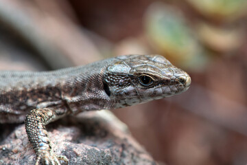 Common wall lizard, Podarcis muralis,