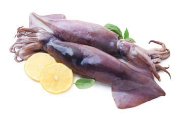 Raw squids, lemon slices and basil isolated on white