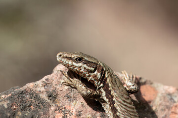 Common wall lizard, Podarcis muralis,