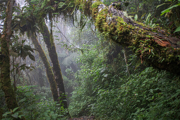 La jungla es un lugar frío y lleno de vida