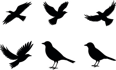 Bird Silhouette Vector Illustration, Black Bird  Silhouette Set,