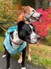 Dogs on a fall day walk. 