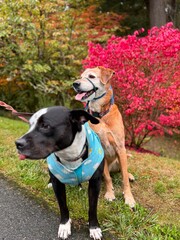 Dogs on a Fall walk 2. 
