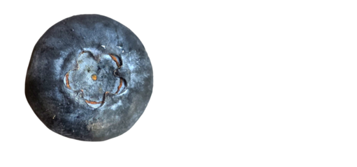 Single Blueberry (Vaccinium corymbosum) Isolated on White Background with Copy Text Space. Fresh Berry Rich in Vitamin C, Vitamin K, Manganese, and Antioxidants. PNG File.