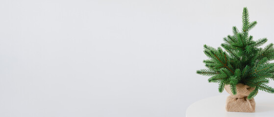 Small potted christmas tree with green branches on white table. Banner format