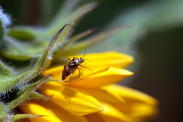 Fototapeta premium The plant bug Lygus pratensis