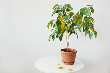 Fototapeta premium Potted ficus plant with green and yellow leaves on white table. Sick houseplant