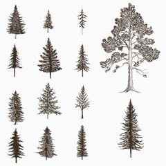 Set of vector hand drawn north trees, pines, spruce isolated on white