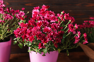 Beautiful pink chrysanthemum flowers in pots on wooden table, closeup