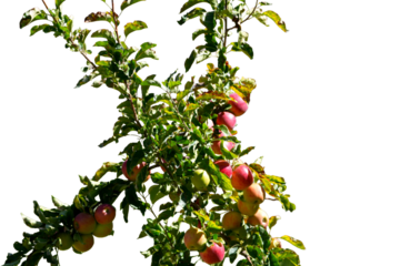 Green Apples on Tree Branch (Malus domestica) Isolated on a White Background with Copy Text Space. Fresh Orchard Fruit Element for Agriculture Posters, Nutrition Themes, and Nature-Inspired Design.PNG
