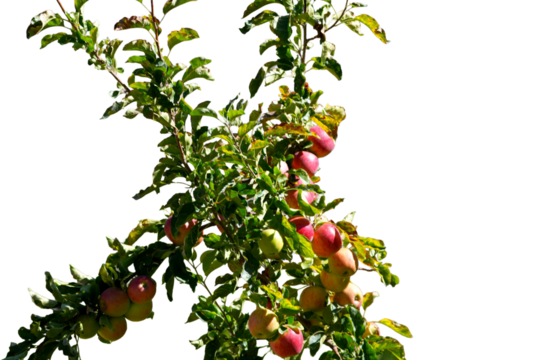 Green Apples on Tree Branch (Malus domestica) Isolated on a White Background with Copy Text Space. Fresh Orchard Fruit Element for Agriculture Posters, Nutrition Themes, and Nature-Inspired Design.PNG