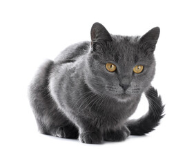 Cute gray cat on white background. Adorable pet