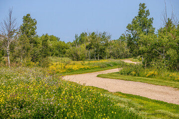 Gravel path curving through a naturalized area in one of the city parks in Saskatoon, Canada showing the grasses during their blooming season.