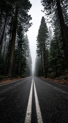 Fototapeta premium Moody Road Through Tall Trees in a Misty Forest During Early Morning
