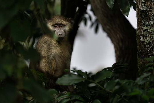 Affe versteckt im Baum