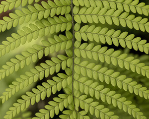Stunning macro view of vibrant green fern fronds unfurling in soft natural light, showcasing intricate natural patterns and fresh growth.