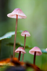 fly agaric mushroom in forest