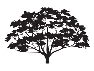 Jacaranda tree silhouette design in blooming 2D vector line art style  