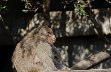 Seated Baboon in Shade