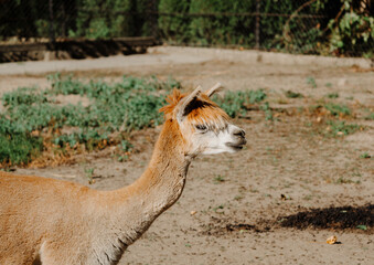 Tan Alpaca in Enclosure