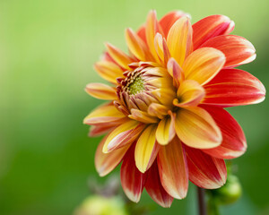 Stunning vibrant dahlia flower bursts with warm red and yellow petals, captured in exquisite detail against a soft green bokeh background.