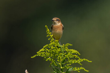 草の上まで登ったノビタキ