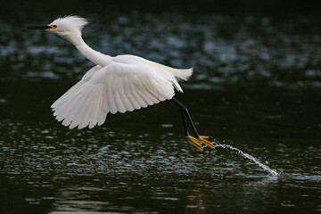 Snowy Egret 