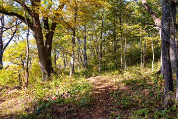 Fototapeta premium Autumn walks through the autumn forest in the morning in the park of the mountain range