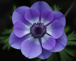 Stunning vibrant purple anemone flower showcasing delicate petals and intricate dark center, perfect for botanical art and nature designs.