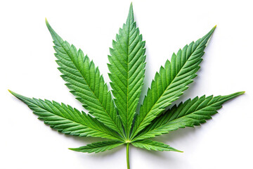 Photorealistic Cannabis Leaf on White Background