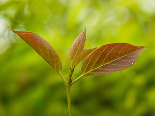 Vibrant new growth emerges with delicate leaves unfurling in soft natural light, symbolizing fresh beginnings and nature's renewal.