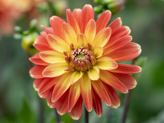 Vibrant dual-toned dahlia flower bursts with fiery orange and sunny yellow petals, showcasing nature's exquisite artistry in stunning detail
