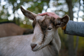 Close-Up of a Goat Being Petted in Nature