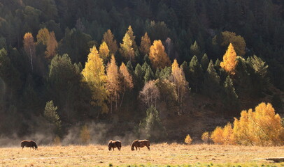 Horse in the moutains