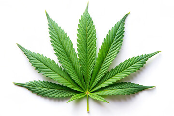 Photorealistic Cannabis Leaf on White Background