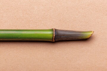A close-up of a green bamboo stalk with a brown tip, resting on tan paper