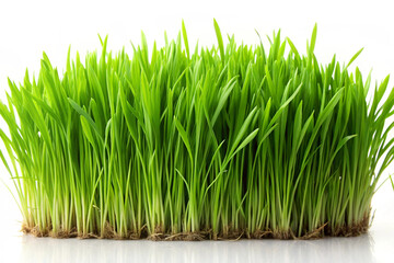 Vibrant green grass with fresh blades, ideal for landscaping, gardening, and nature-themed projects.