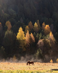 horse in autumn forest